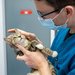 Puricel Vet - Cabinet Veterinar